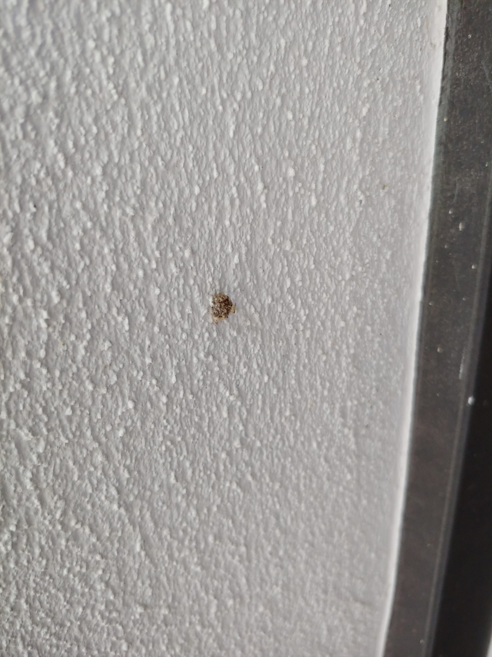 Junk Bugs Lacewing (Chrysopidae) Larva Toys and Nature