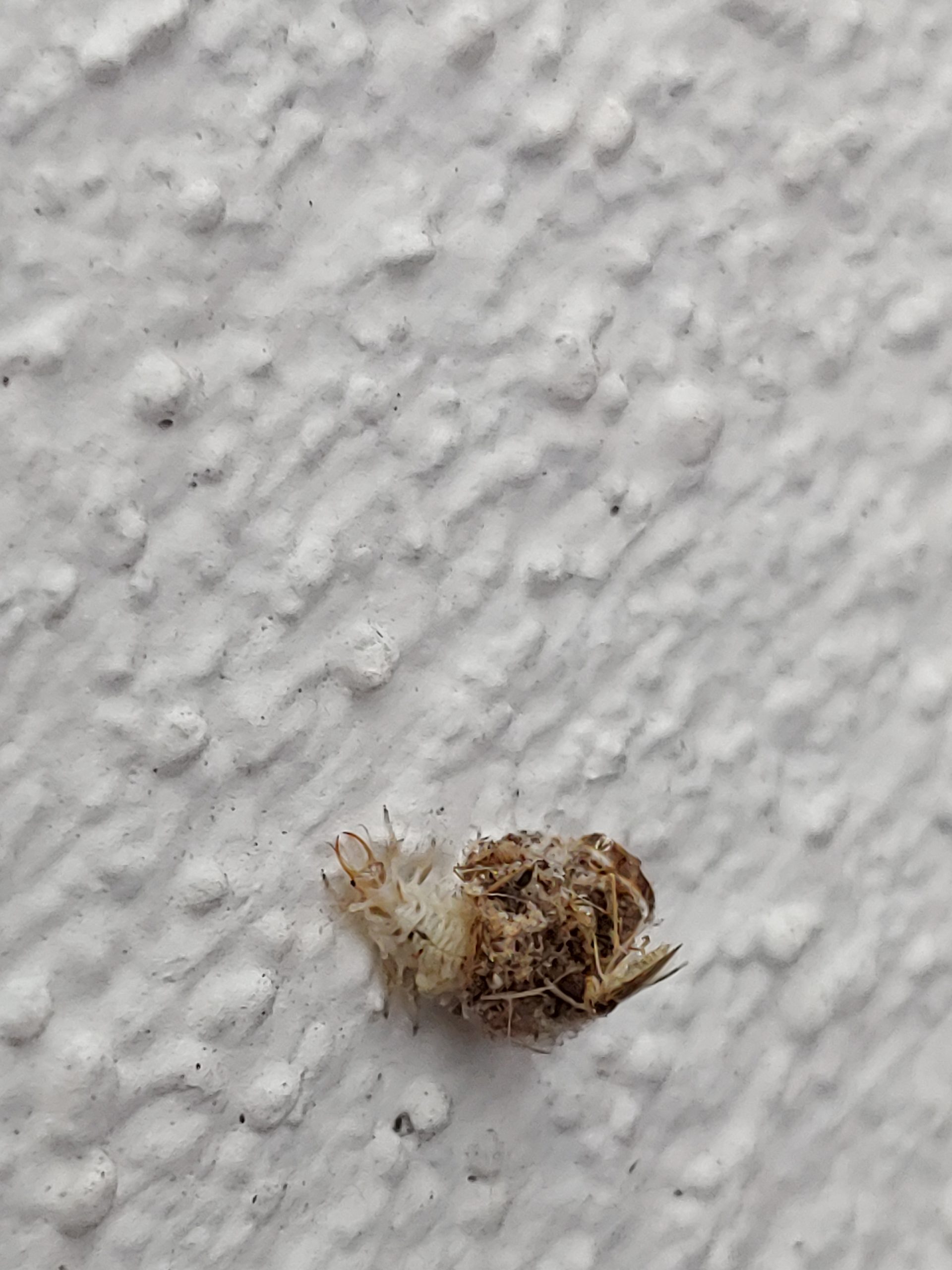 Junk Bugs Lacewing (Chrysopidae) Larva Toys and Nature