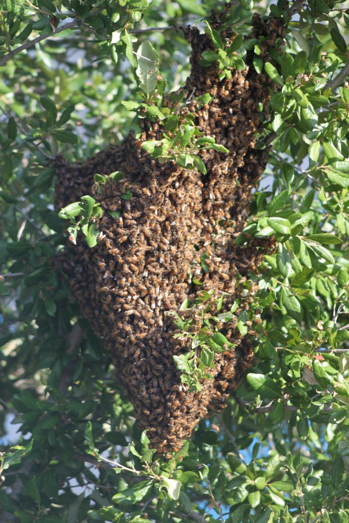 swarm of bees