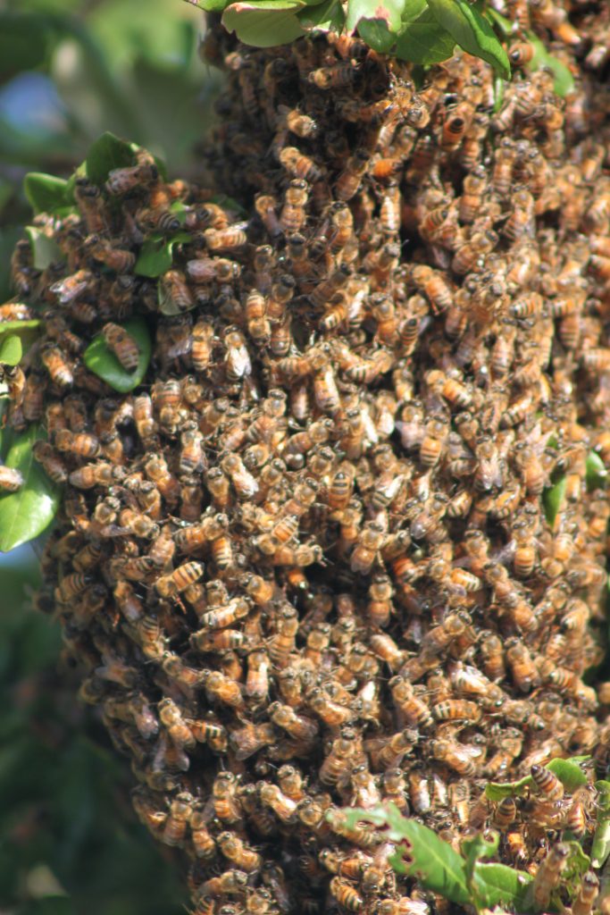 swarm of bees