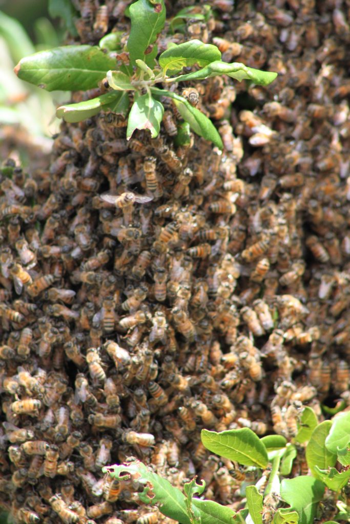 swarm of bees