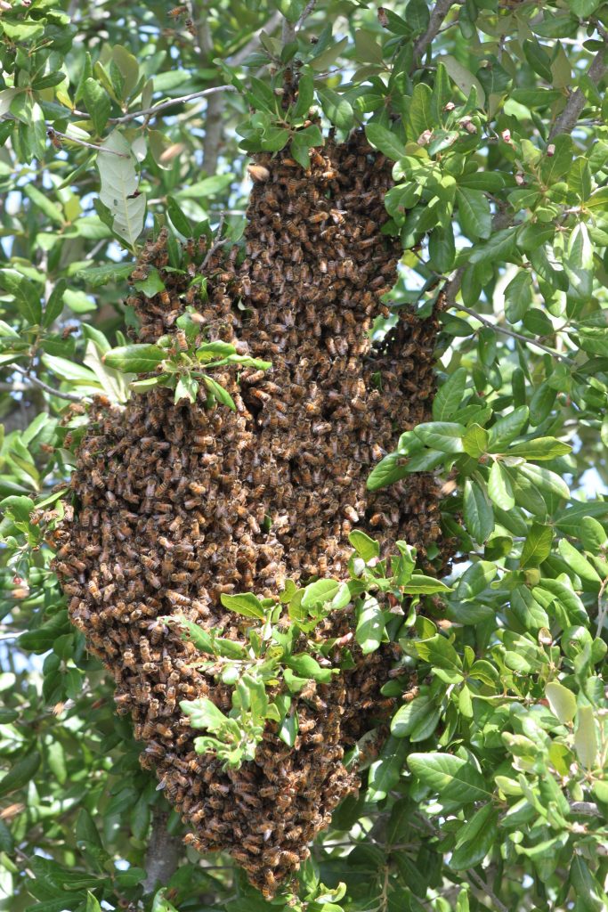 swarm of bees