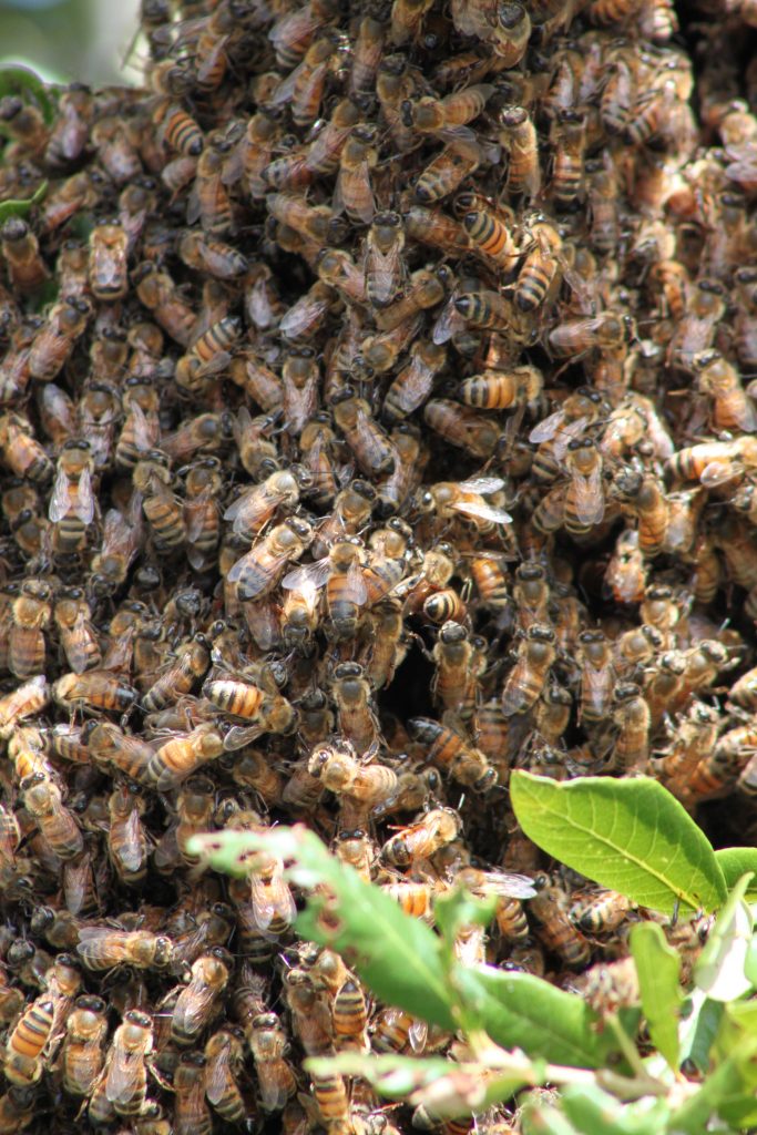 swarm of bees